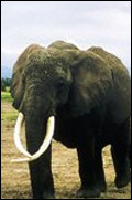 15 ans avec les éléphants