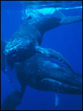 L'Odyssée des baleines à bosse