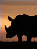 Rhinocéros en péril