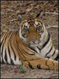 Tiger Kill
