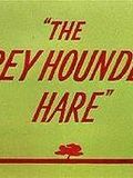 The Grey Hounded Hare