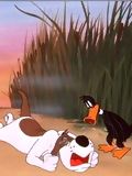 Daffy Duck Hunt