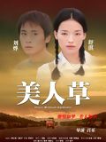 Mei ren cao (the foliage)