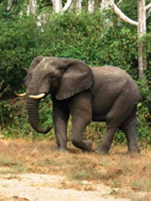 Afrique : le paradis perdu