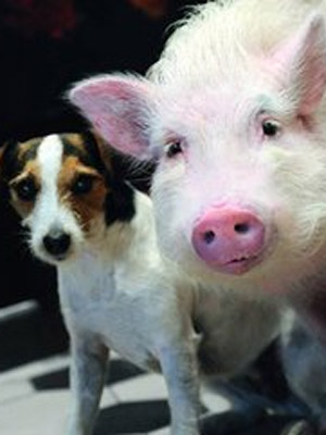 Animalement vôtres (TV)
