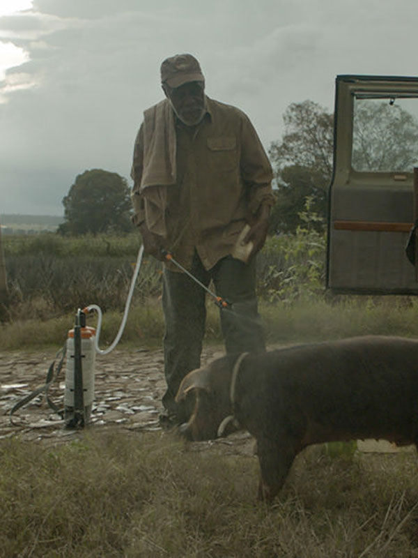 Mr. Pig
