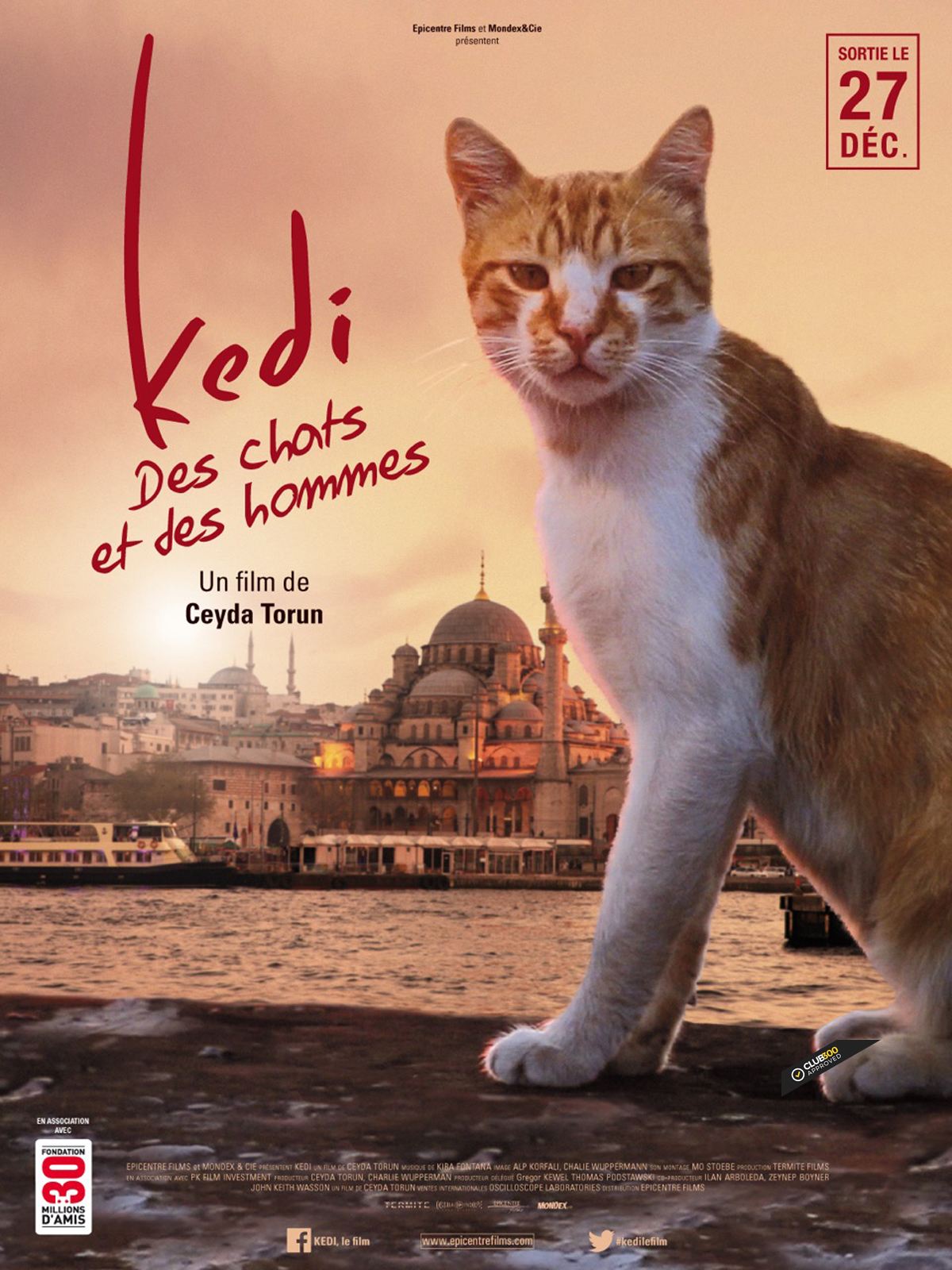 Kedi - Des chats et des hommes stream