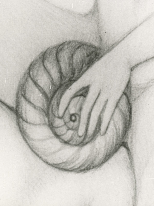 L’ Escargot de Vénus
