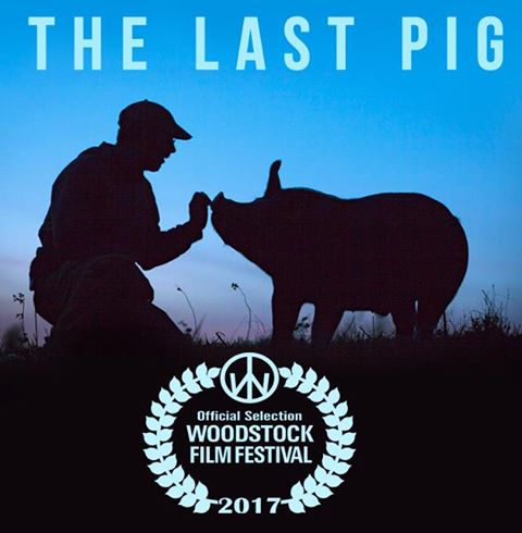 The last pig stream