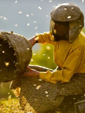 Honeyland stream